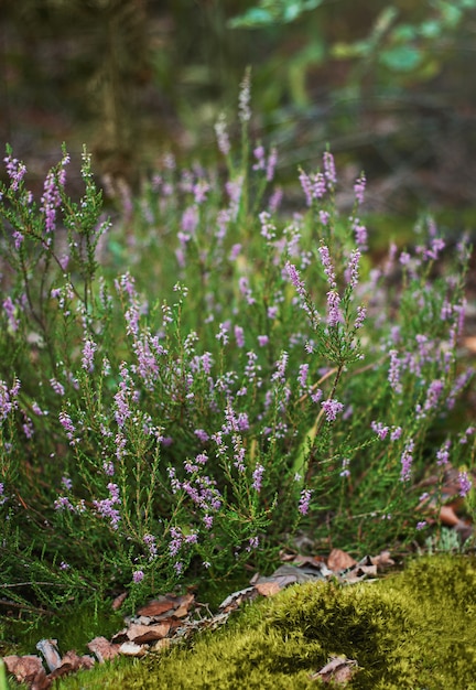 Forest heather, bush of lilac flowers, delicate, beautiful inflorescences