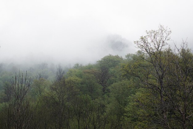 Foresta sulle colline durante la nebbia