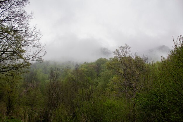 Forest on the hills during fog