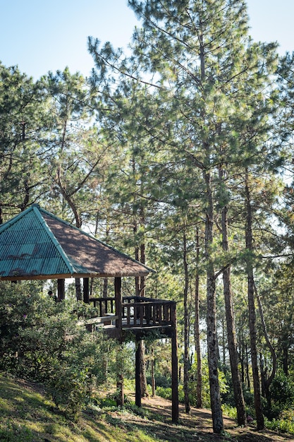 Photo forest hut