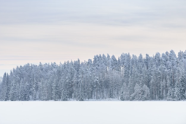 The forest on the ice lake has covered with heavy snow and sky in winter season at lapland, finland.