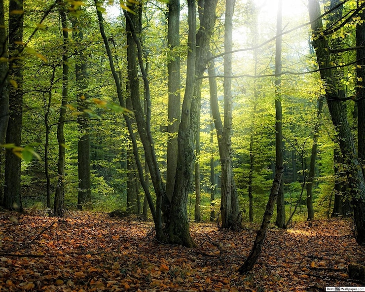 forest illustration