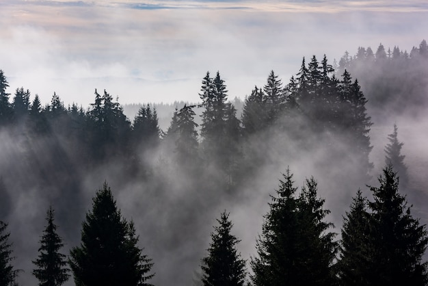 Фото Лес в утреннем тумане. туман разделен солнечными лучами. утренний туман в мокрой горной местности.
