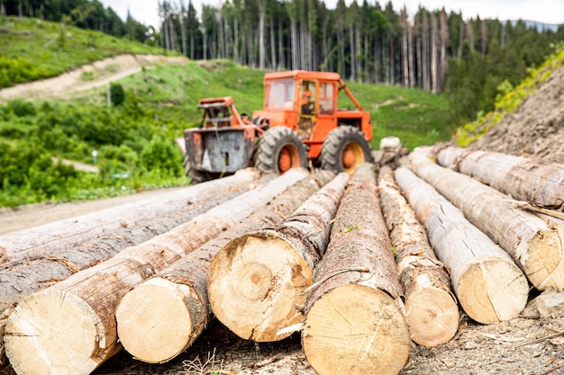 Forest industry lumberjack with modern harvester working in a
forest wheelmounted loader timber grab felling of treescut trees
forest cutting area forest protection concept