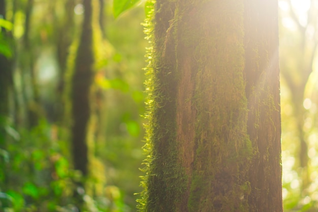 도이 인 타논 국립 공원 태국의 숲