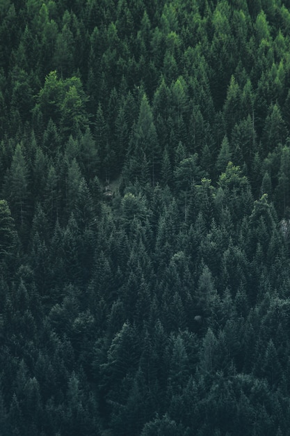 4k Forest Pictures | Download Free Images on Unsplash