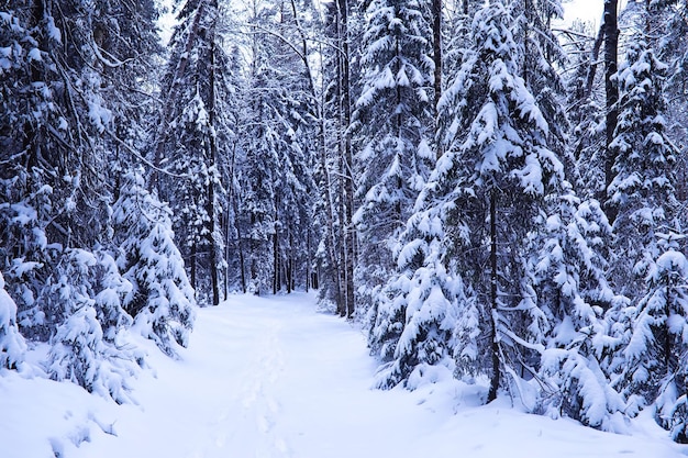Лес покрыт снегом Мороз и снегопад в парке Зимний снежный морозный пейзаж