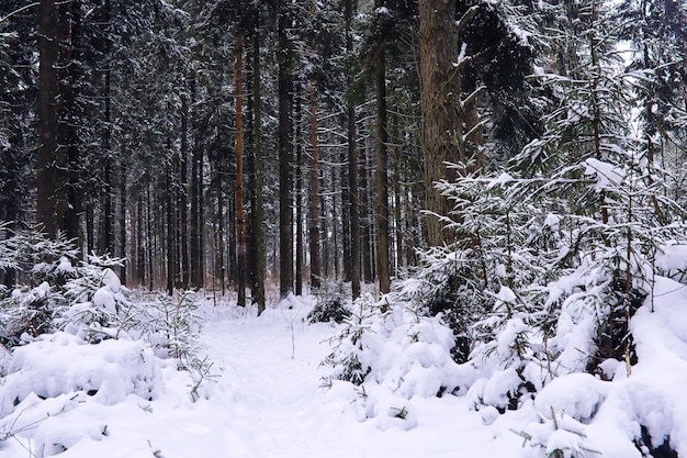 The forest is covered with snow Frost and snowfall in the park Winter snowy frosty landscape