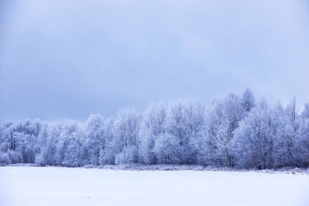 森は雪に覆われています公園の霜と降雪冬の雪に覆われた凍るような風景