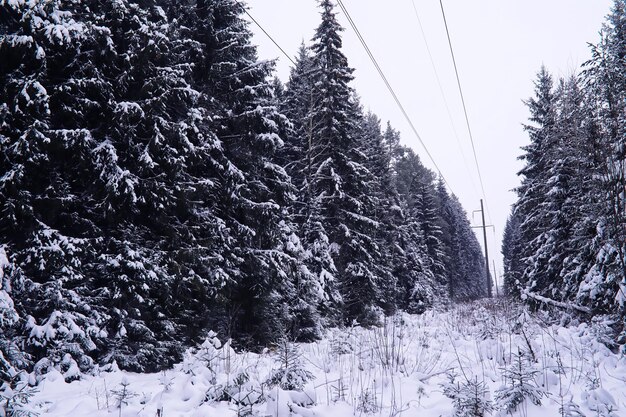 The forest is covered with snow Frost and snowfall in the park Winter snowy frosty landscape