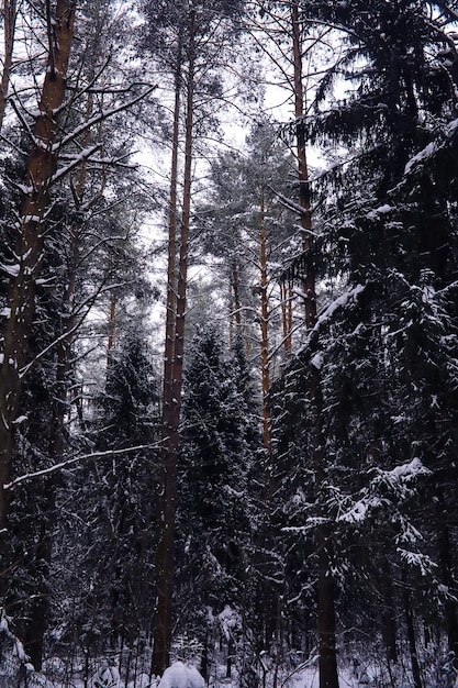 The forest is covered with snow Frost and snowfall in the park Winter snowy frosty landscape