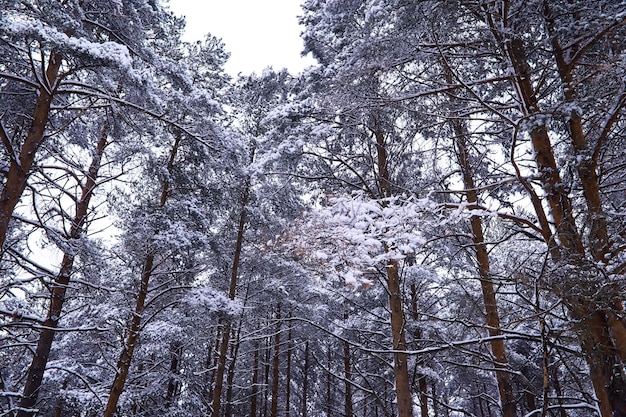 The forest is covered with snow Frost and snowfall in the park Winter snowy frosty landscape