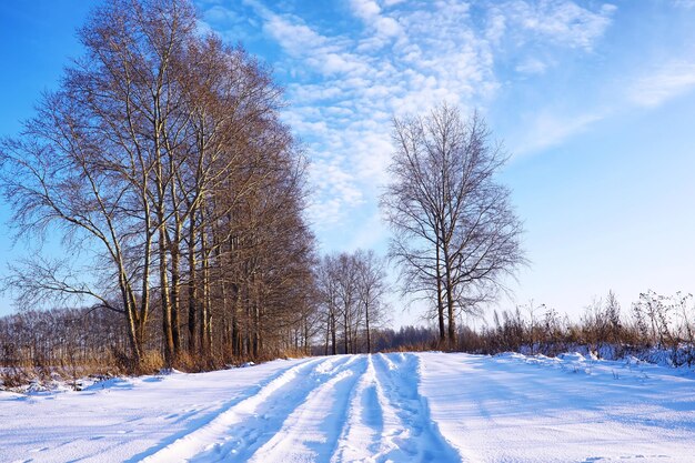 The forest is covered with snow frost and snowfall in the park winter snowy frosty landscape