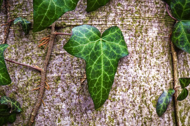 Photo forest ivy on the tree bark