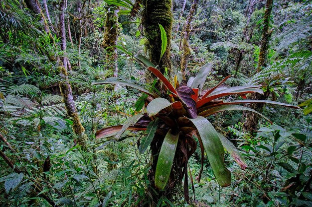 Photo forest jungle