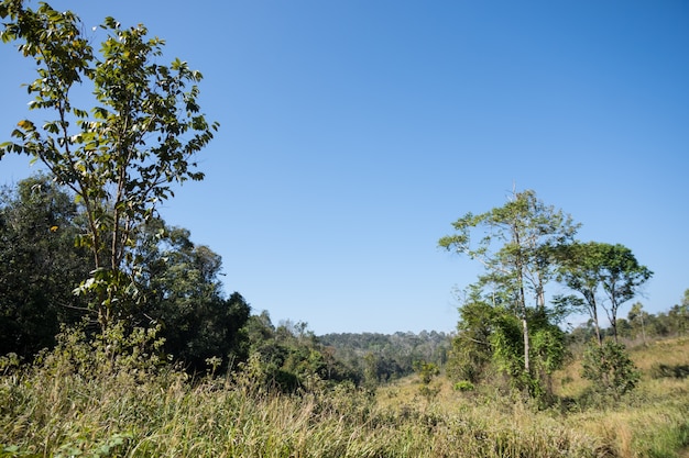 Photo forest at khao yai national park.