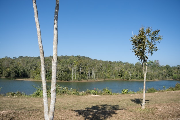 Forest at Khao Yai National Park.