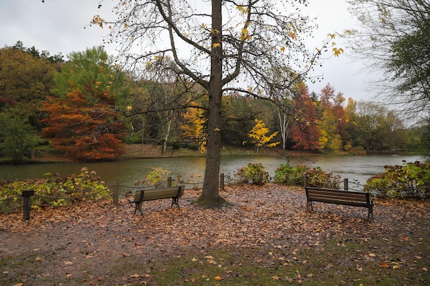 Forest and lake during autumn