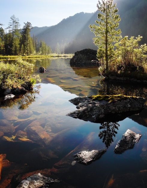 Forest lake in the back light of the morning