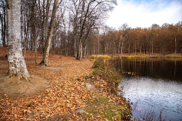 Forest and lake in late autumn