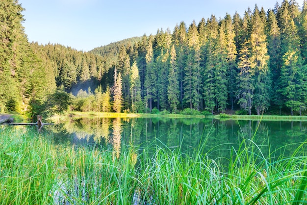 Lago della foresta in montagna con acqua blu e luce del mattino