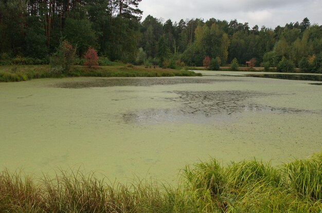 Forest lake overgrown with duckweed Moscow region Russia