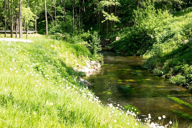 森の湖 森の川