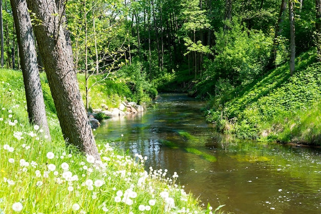 Forest lake river in the forest