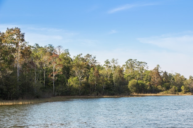 Foto foresta e lago in estate e sullo sfondo del cielo blu