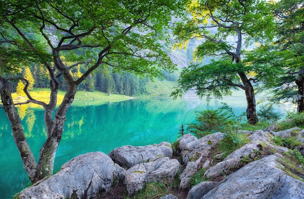 Foto foresta e lago nella valle montana della svizzera albero e acqua paesaggio naturale della svizzera in estate