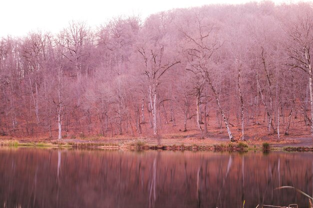 Forest on the lake