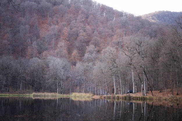 Forest on the lake