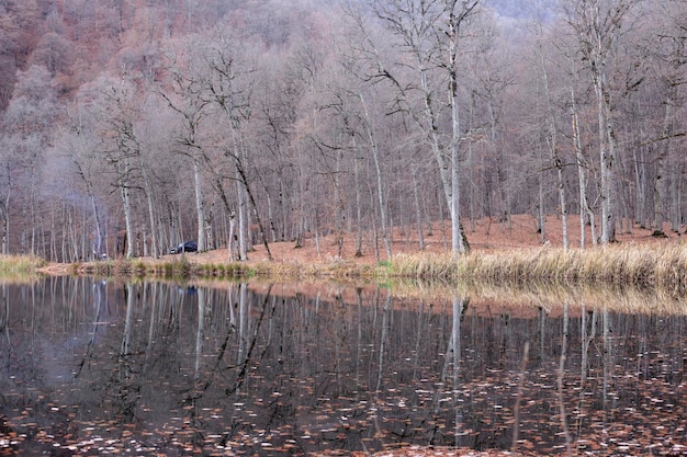 Лес на озере