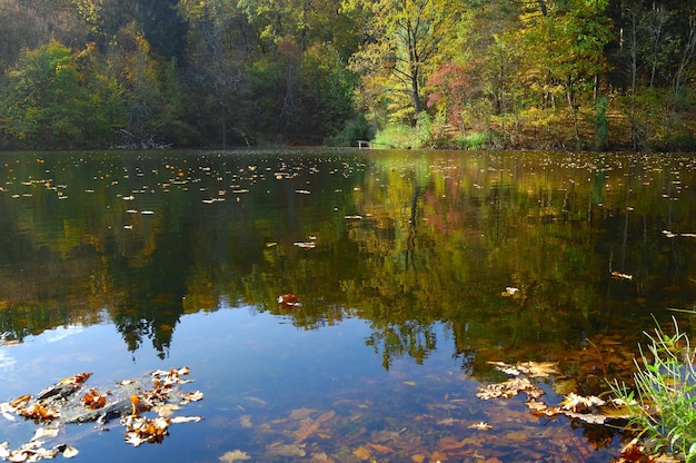 Forest and lake