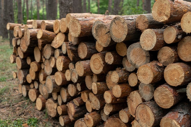 Forest land harvesting of firewood for business for sale