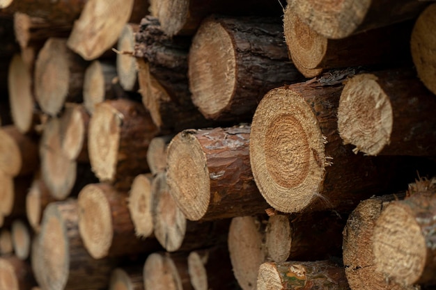 Forest land harvesting of firewood for business for sale