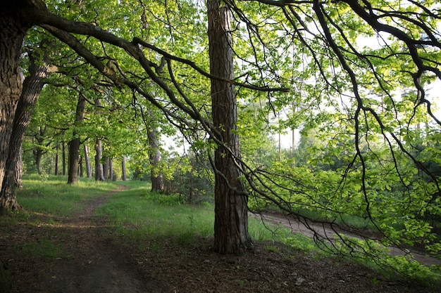 Foto paesaggio boschivo tra le querce