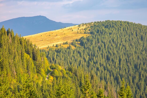 Foto paesaggio forestale dei carpazi ucraina