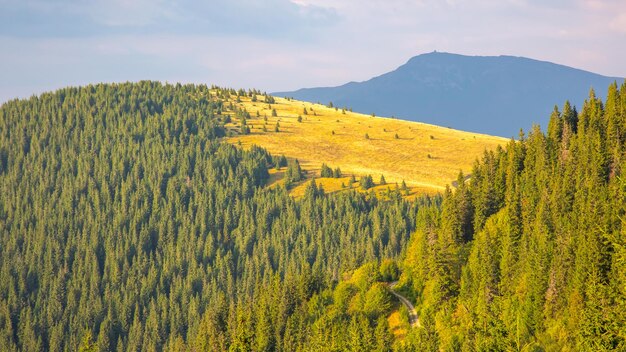 forest landscape in the Carpathian mountains Ukraine
