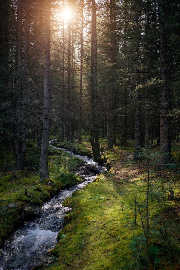 Photo forest landscape in early sunny morning