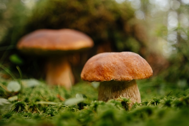 Forest landscape on edible mushrooms in moss in summer copy space