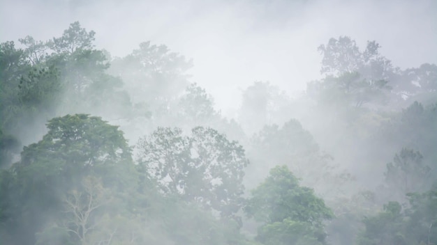 Forest landscape in the fog