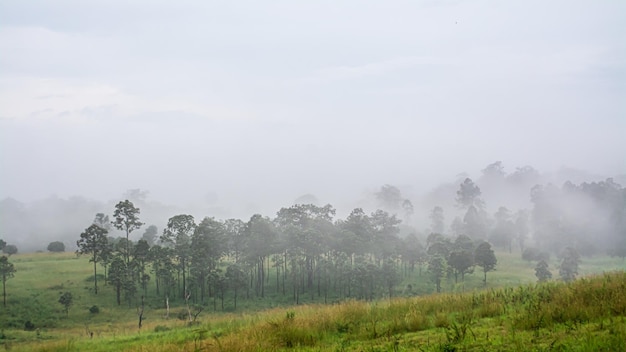 Forest landscape in the fog