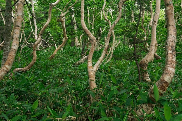 Лесной пейзаж острова Кунашир, искривленные деревья и подлесок карликового бамбука