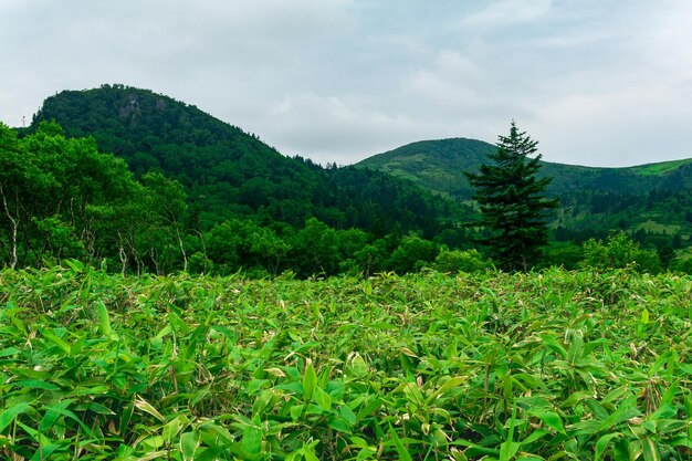 Forest landscape of Kunashir island mountain forest with curved trees and bamboo thickets