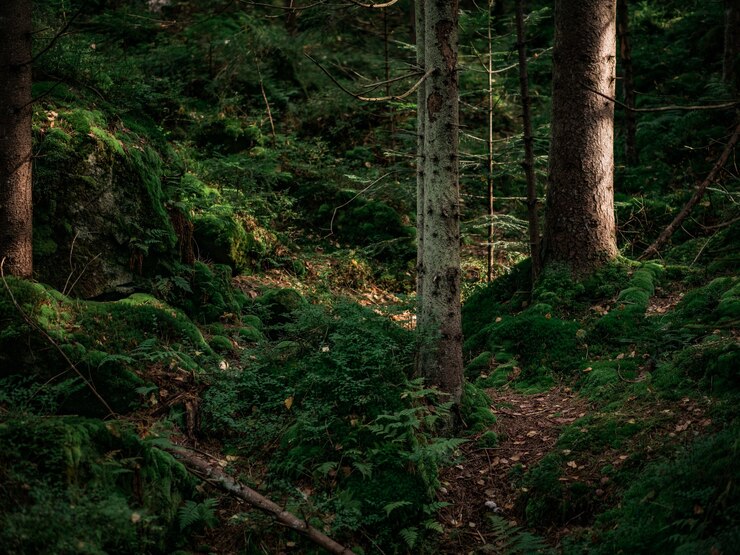 Photo forest landscape made of trees, stones and moss