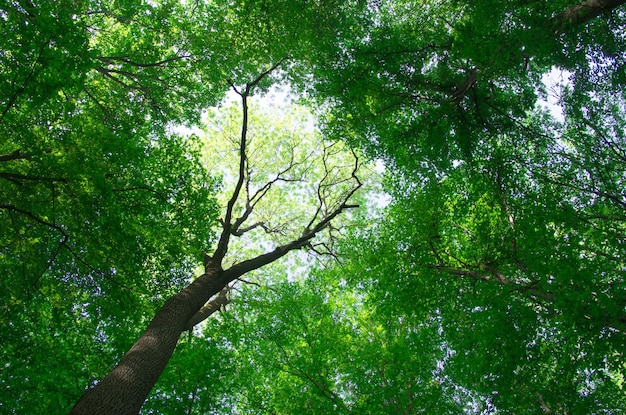 Forest landscape in the morning