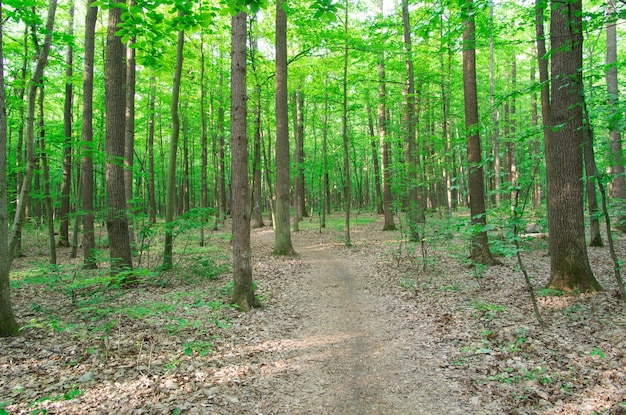 Forest landscape in the morning