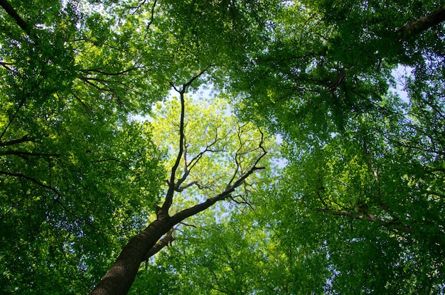 Forest landscape in the morning