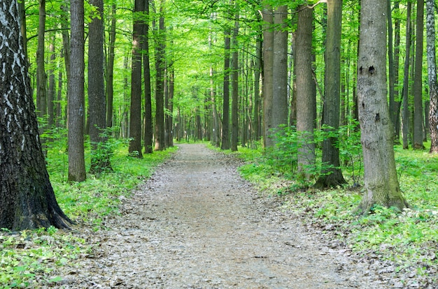 Forest landscape in the morning